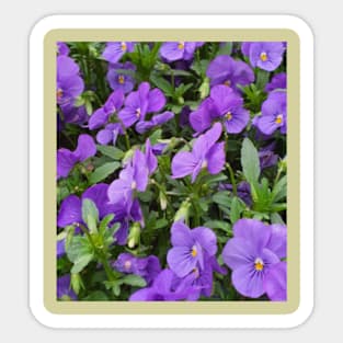 Purple flowers Sticker